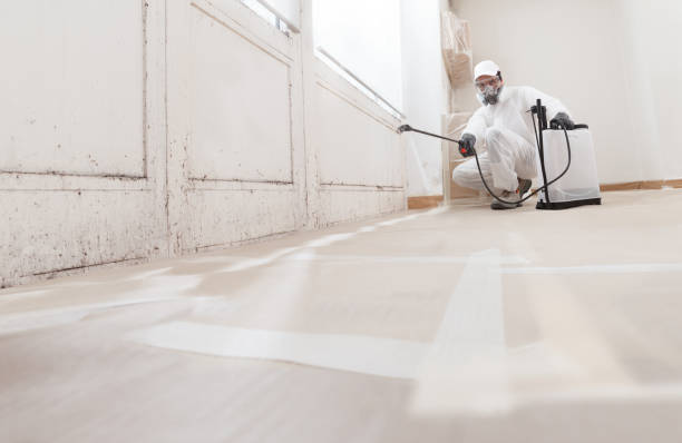 24/7 Emergency Mold Remediation experts in Hampton, IL